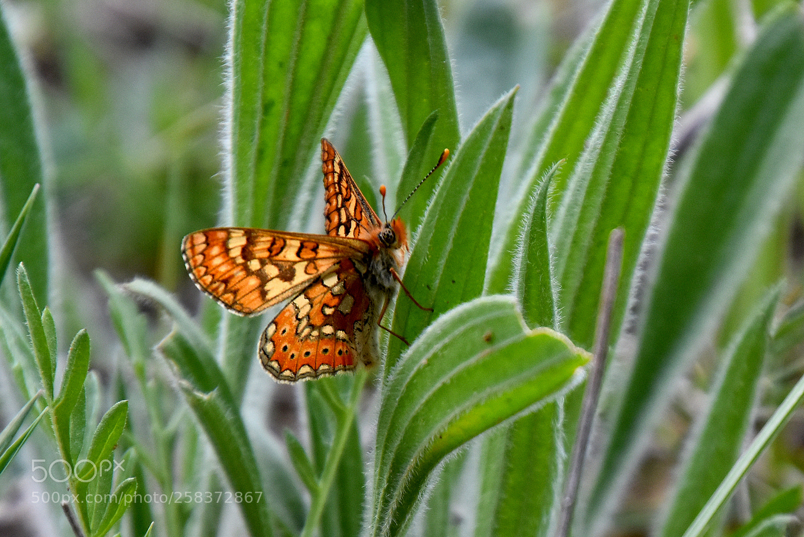 Nikon D5500 sample photo. Beauty photography