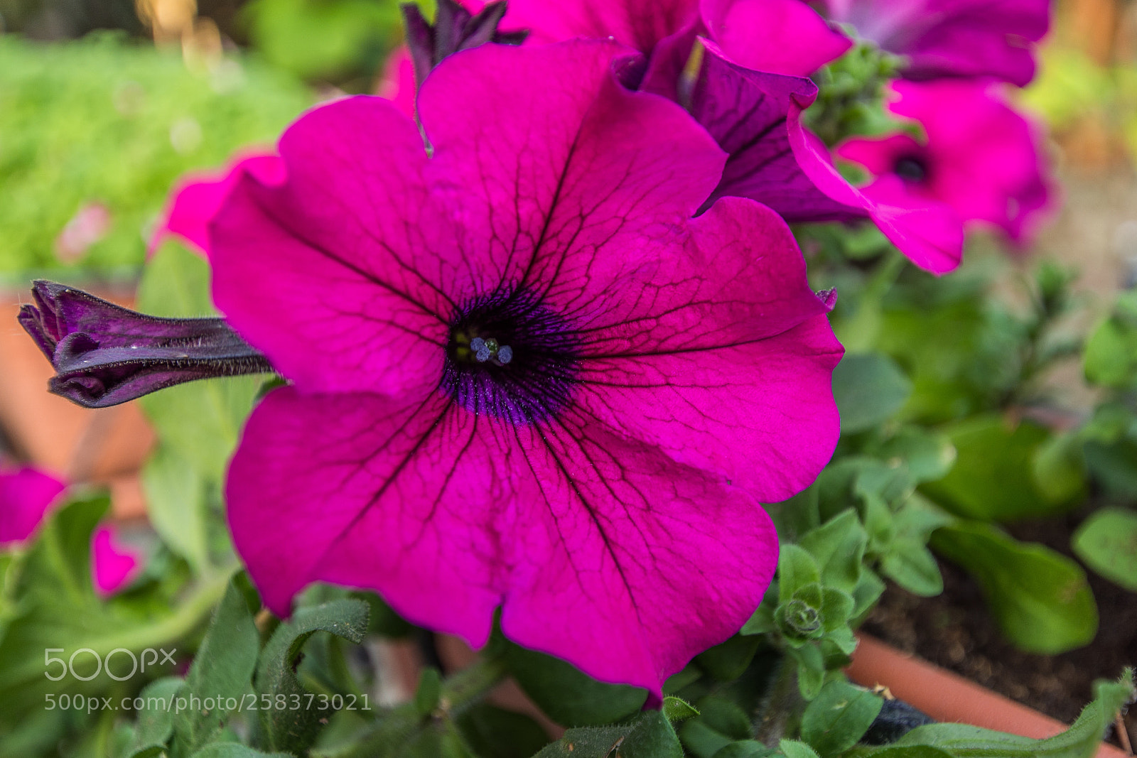Nikon D7200 sample photo. Macro shot of pink photography