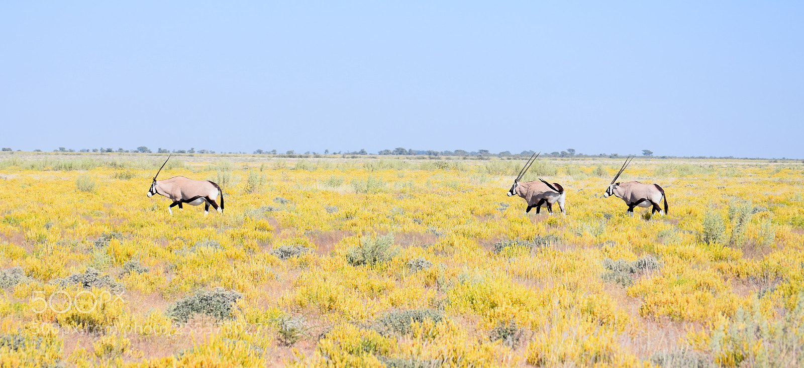 Nikon D5300 sample photo. View of animals running photography