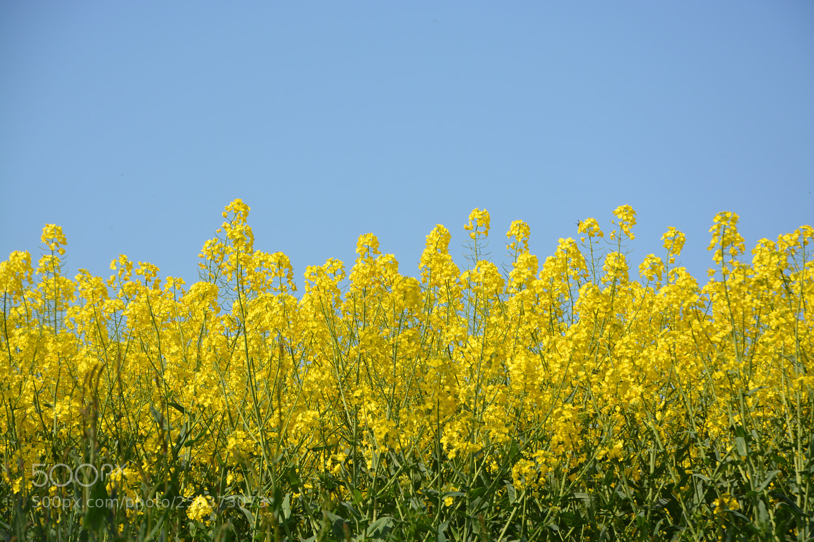 Nikon D5200 sample photo. Macro shot of yellow photography
