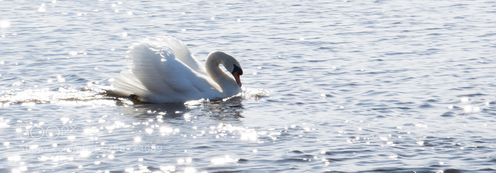 Nikon D3200 sample photo. View of swan. photography