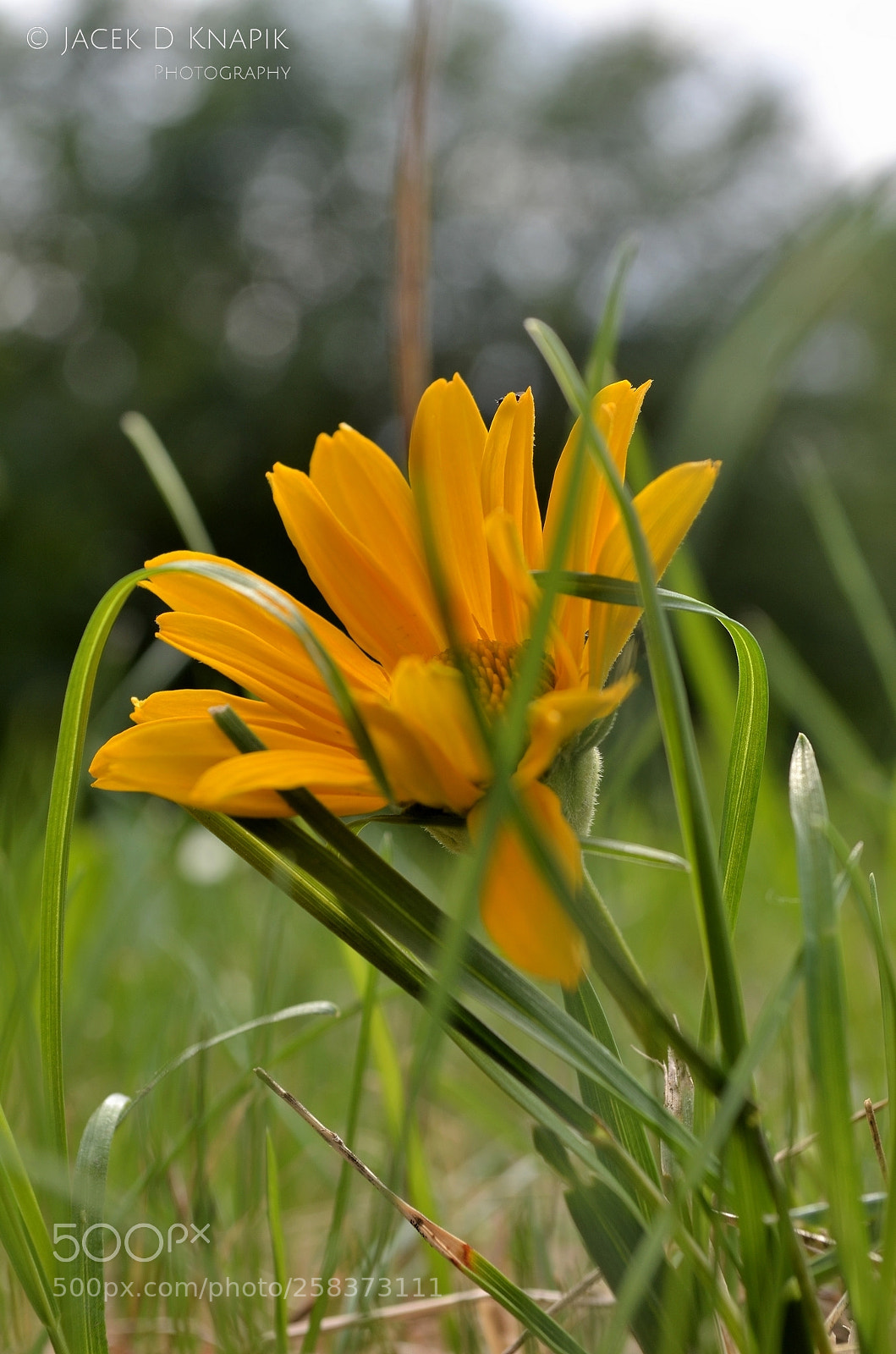 Nikon D5100 sample photo. G photography