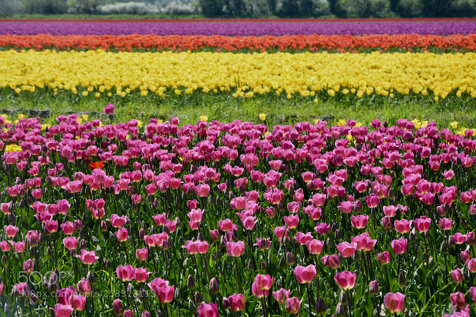 Nikon D5200 sample photo. View of tulip garden. photography