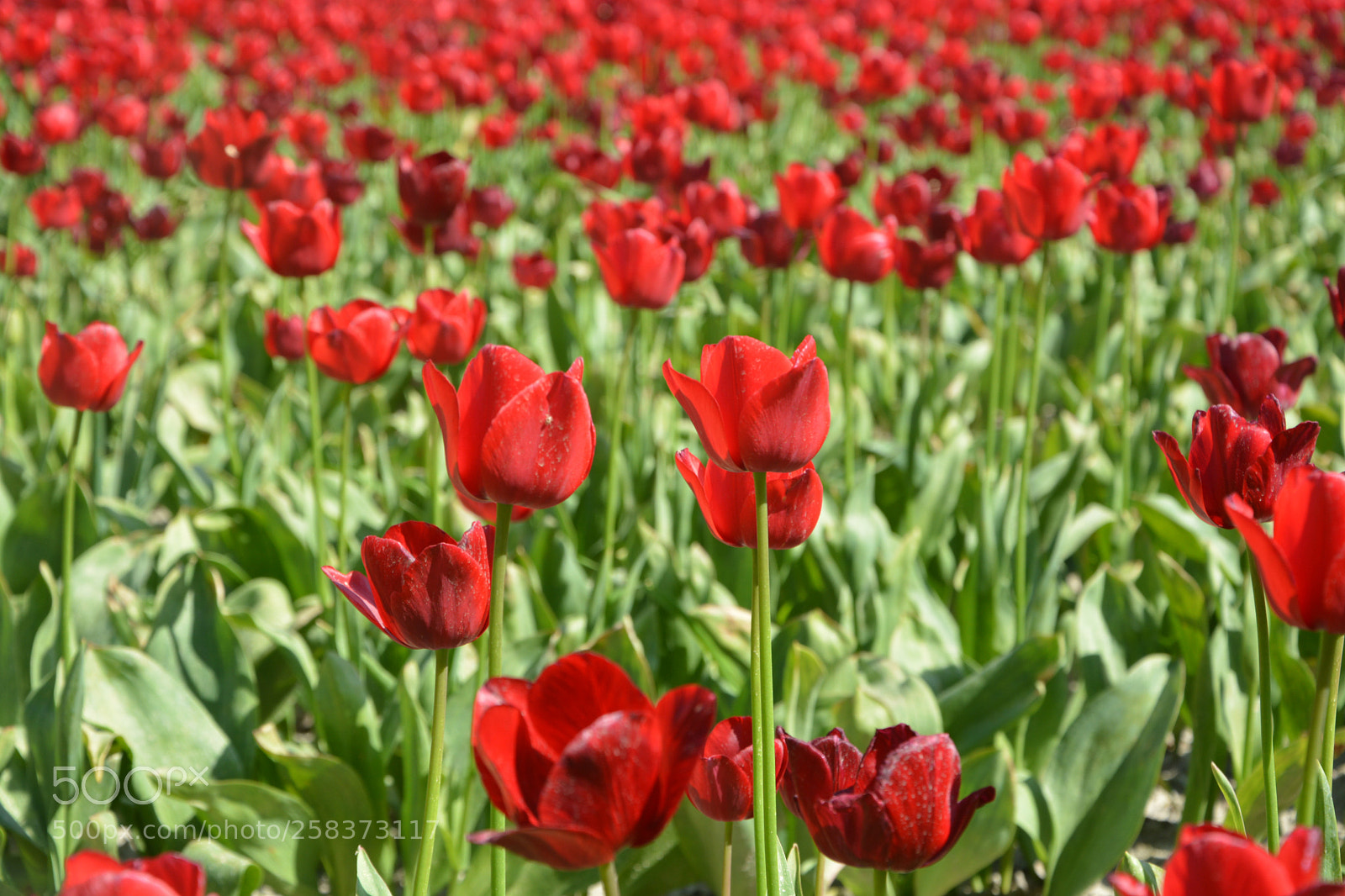 Nikon D5200 sample photo. Macro shot of red photography