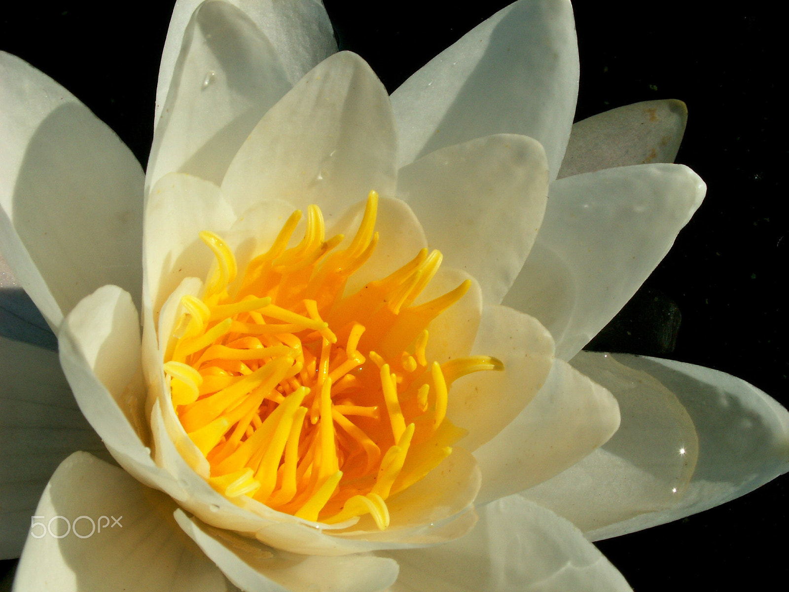 KONICA MINOLTA DiMAGE Z5 sample photo. View of water lily. photography