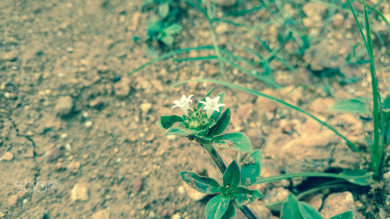 Motorola Moto X Play sample photo. Small flower photography