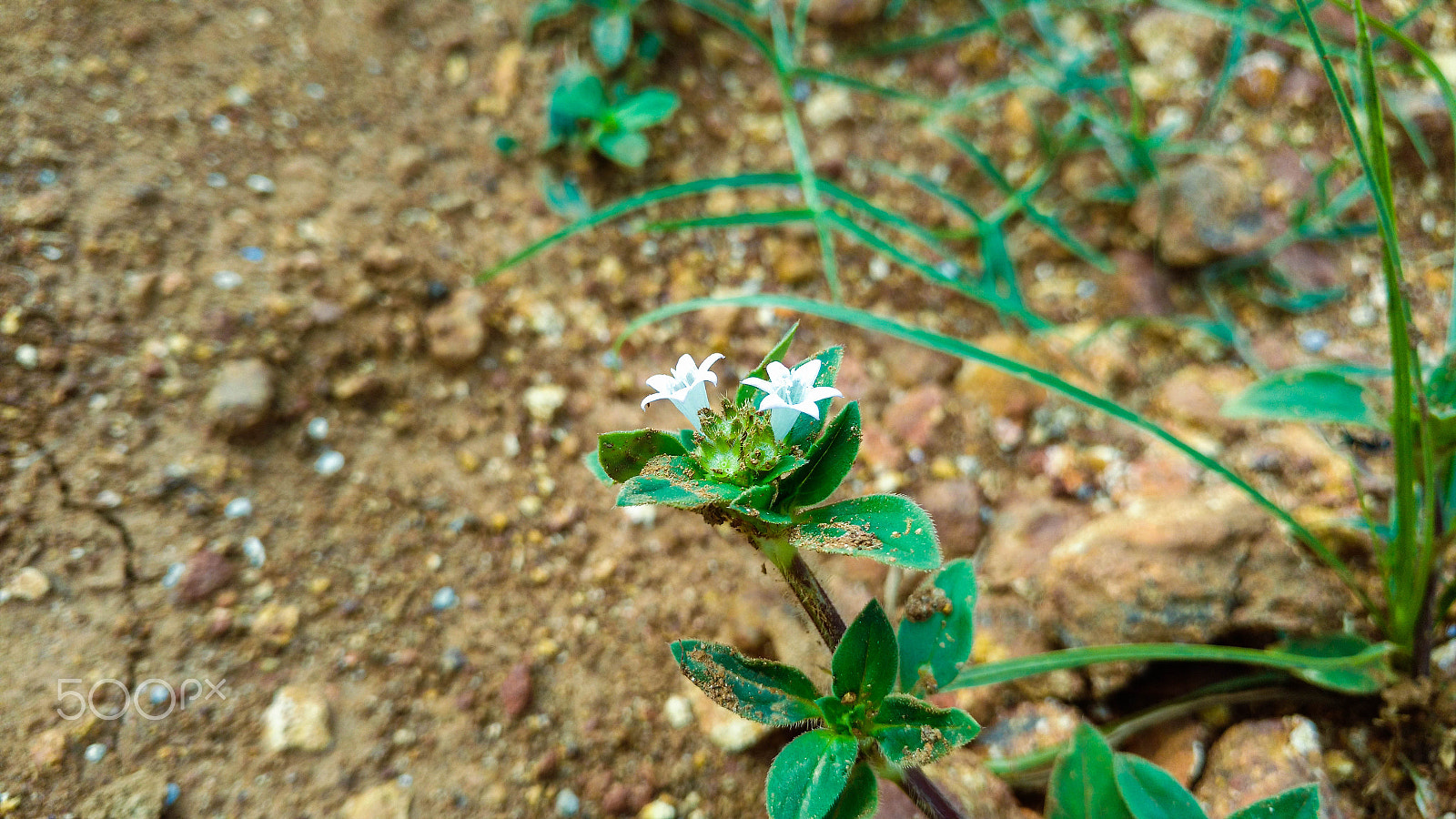 Motorola Moto X Play sample photo. Small flower photography
