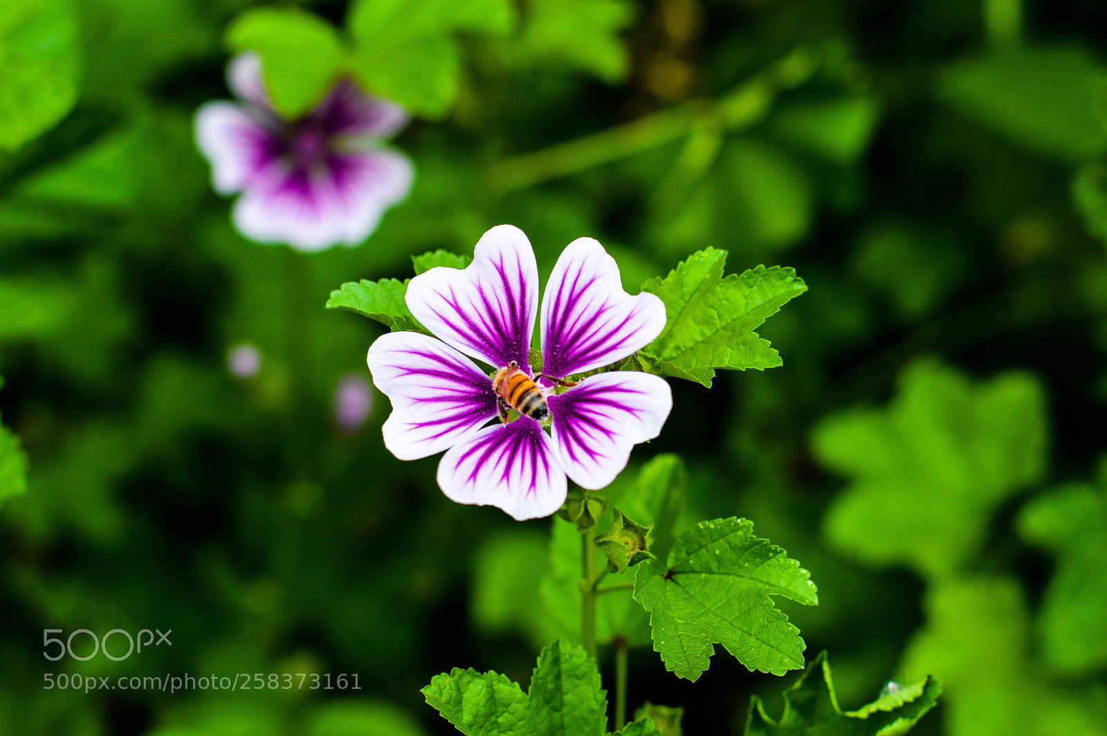 Nikon D3200 sample photo. Violet flower photography