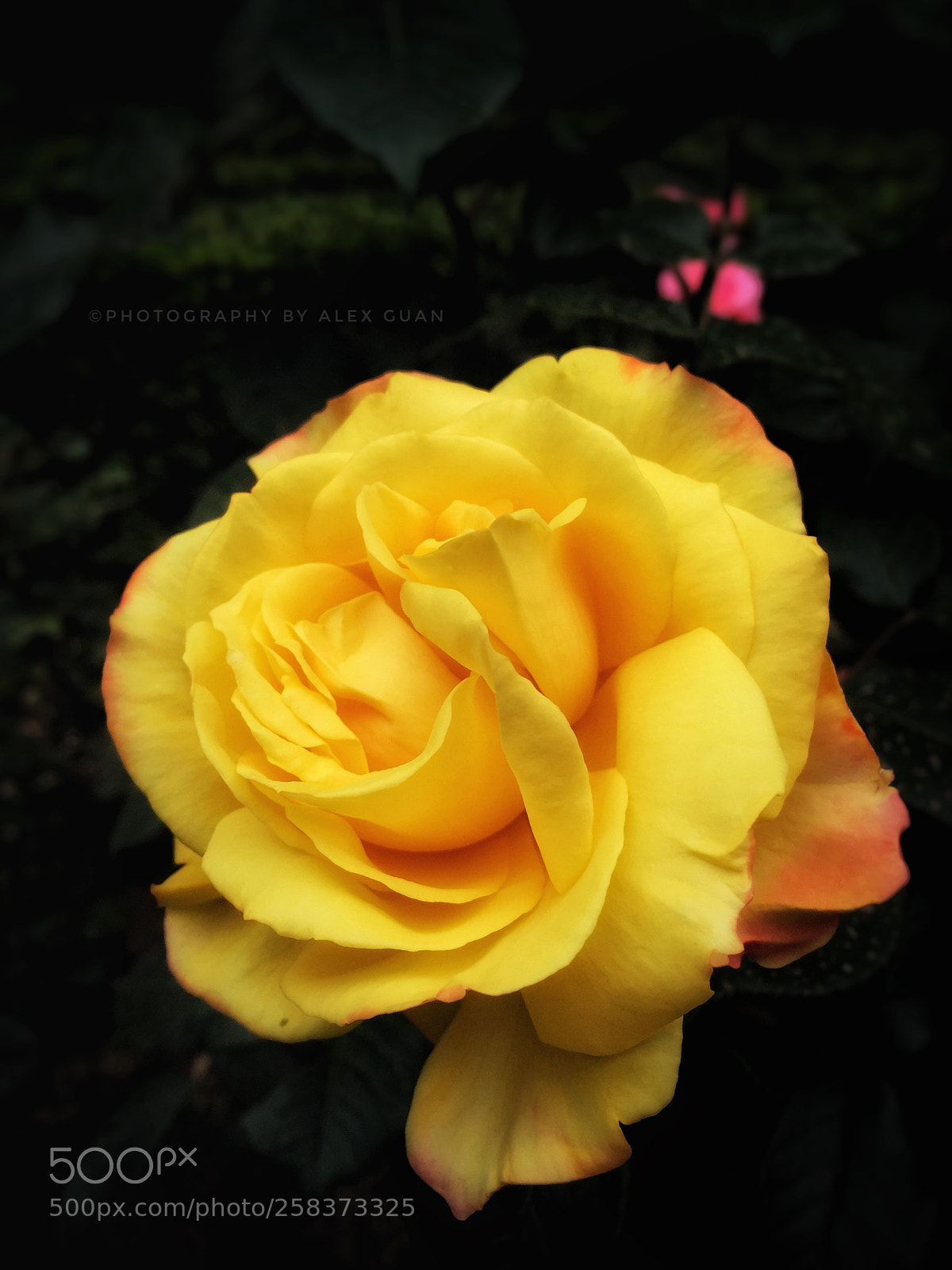 Apple iPhone 6 Plus sample photo. Rogue's flower photography