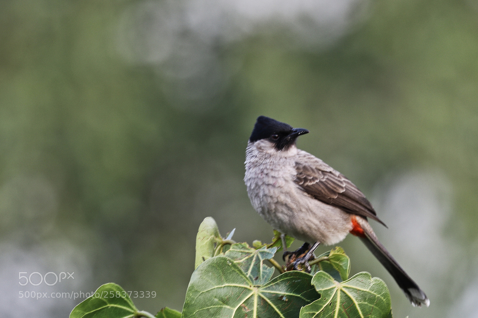 Canon EOS 80D sample photo. A bird on a photography