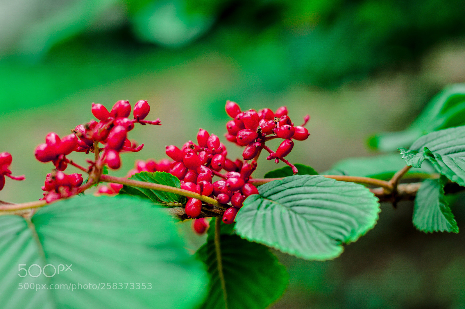 Nikon D3200 sample photo. Red berry bush photography