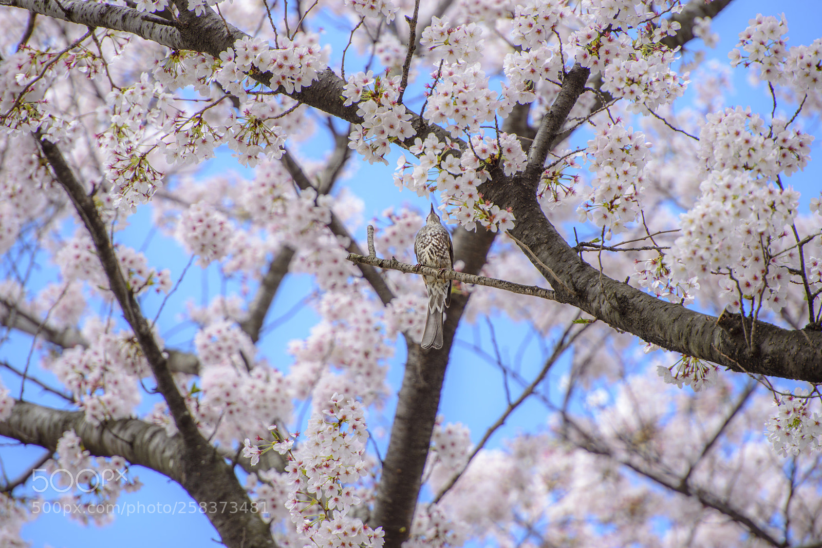 Nikon D800 sample photo. Sakura and bird photography