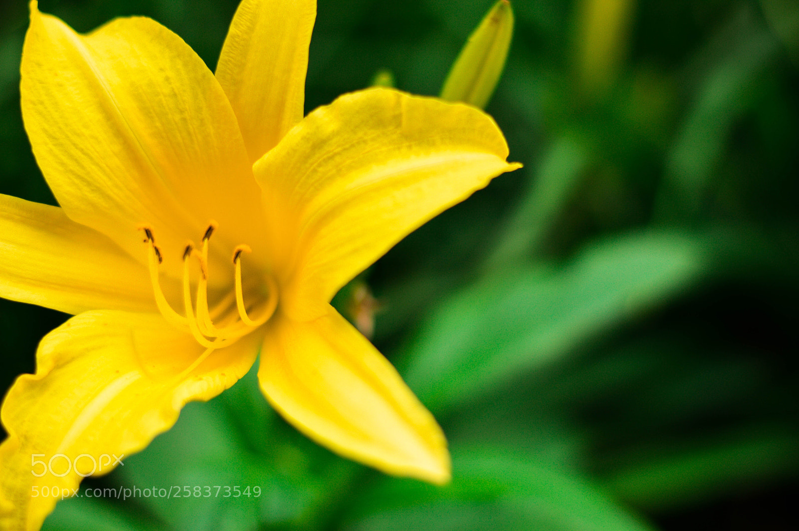 Nikon D3200 sample photo. Yellow lily photography