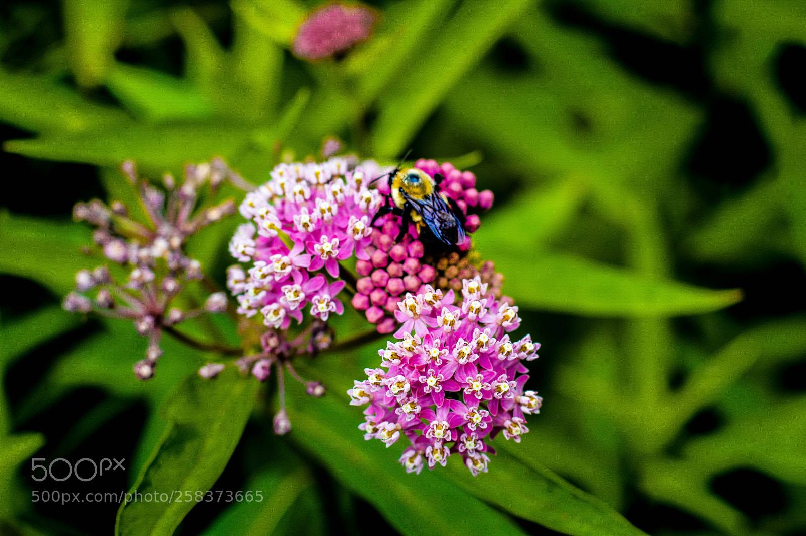 Nikon D3200 sample photo. Bee on flower bloom photography