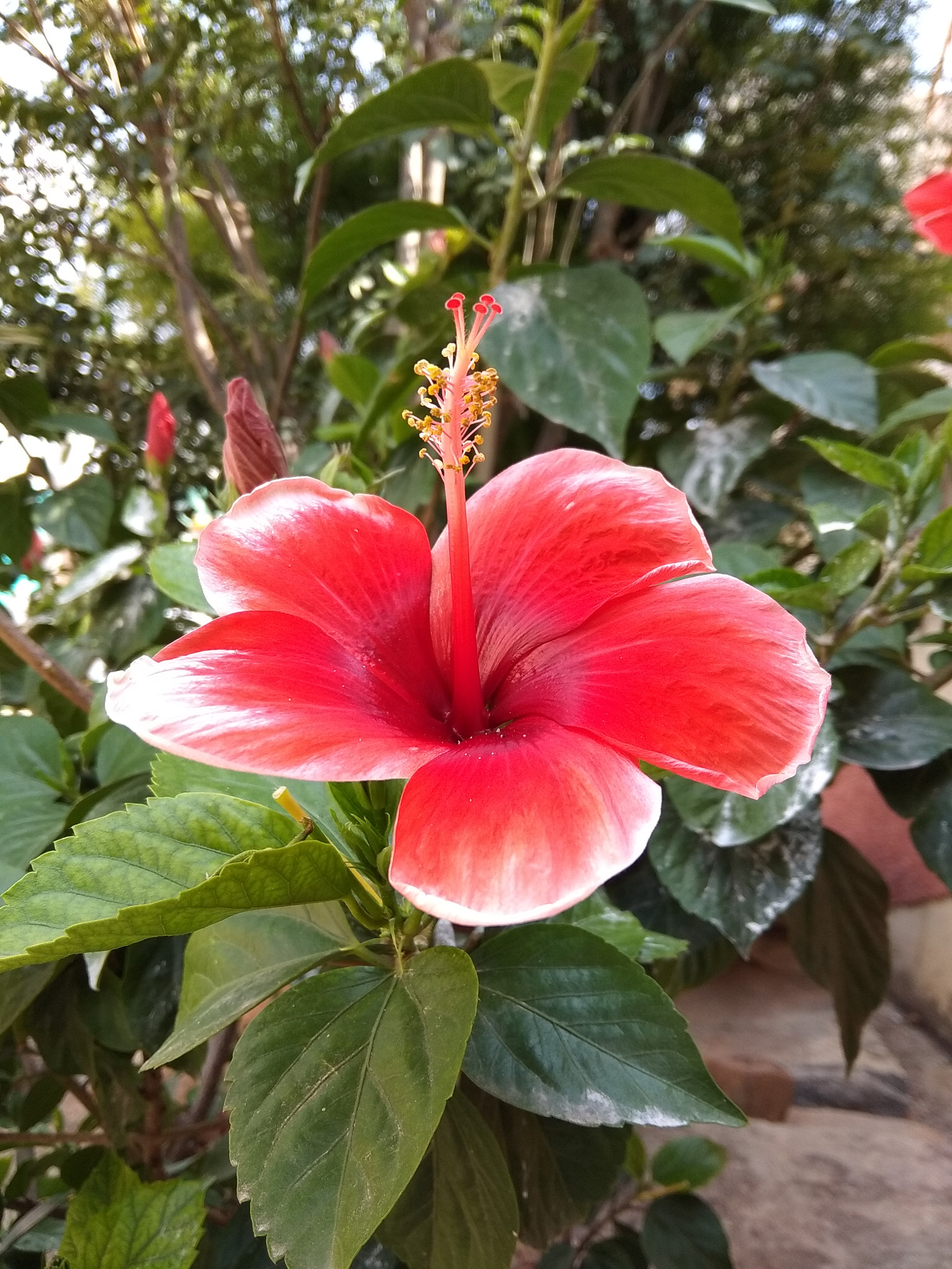 Xiaomi Redmi Note 5A sample photo