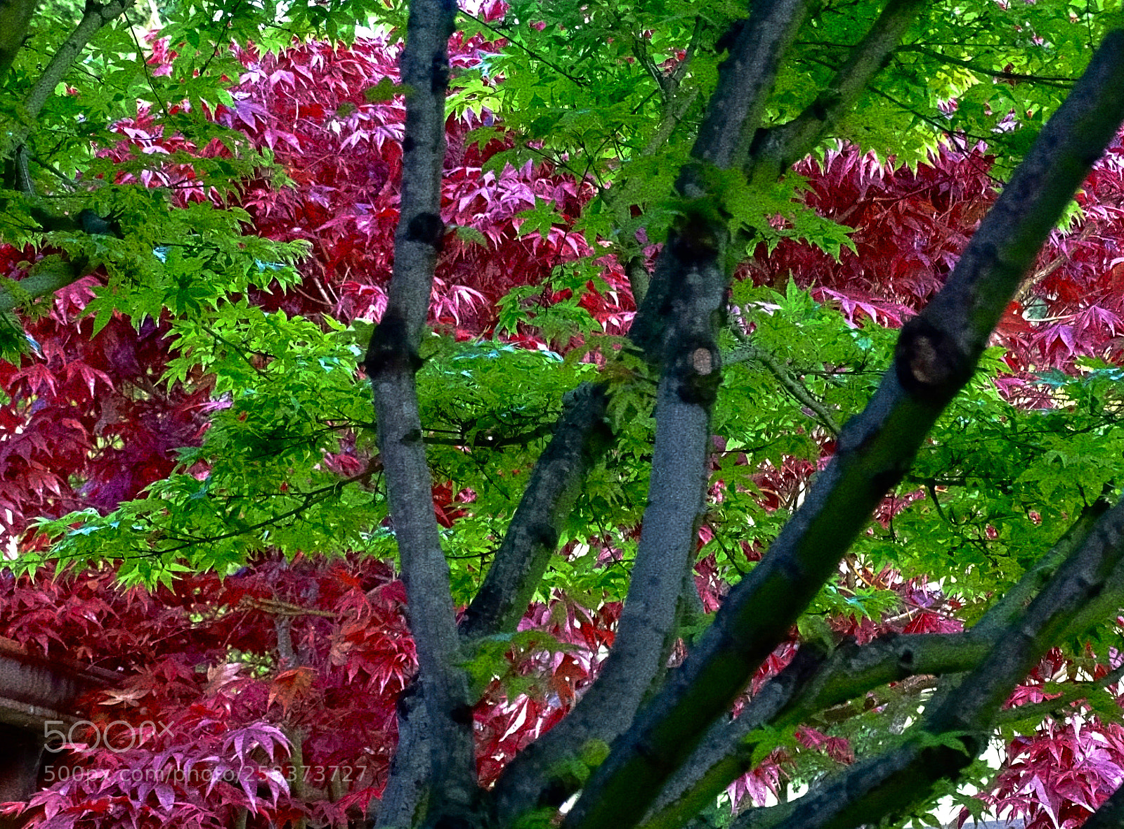 Sony Cyber-shot DSC-HX400V sample photo. Interweaving leaves photography