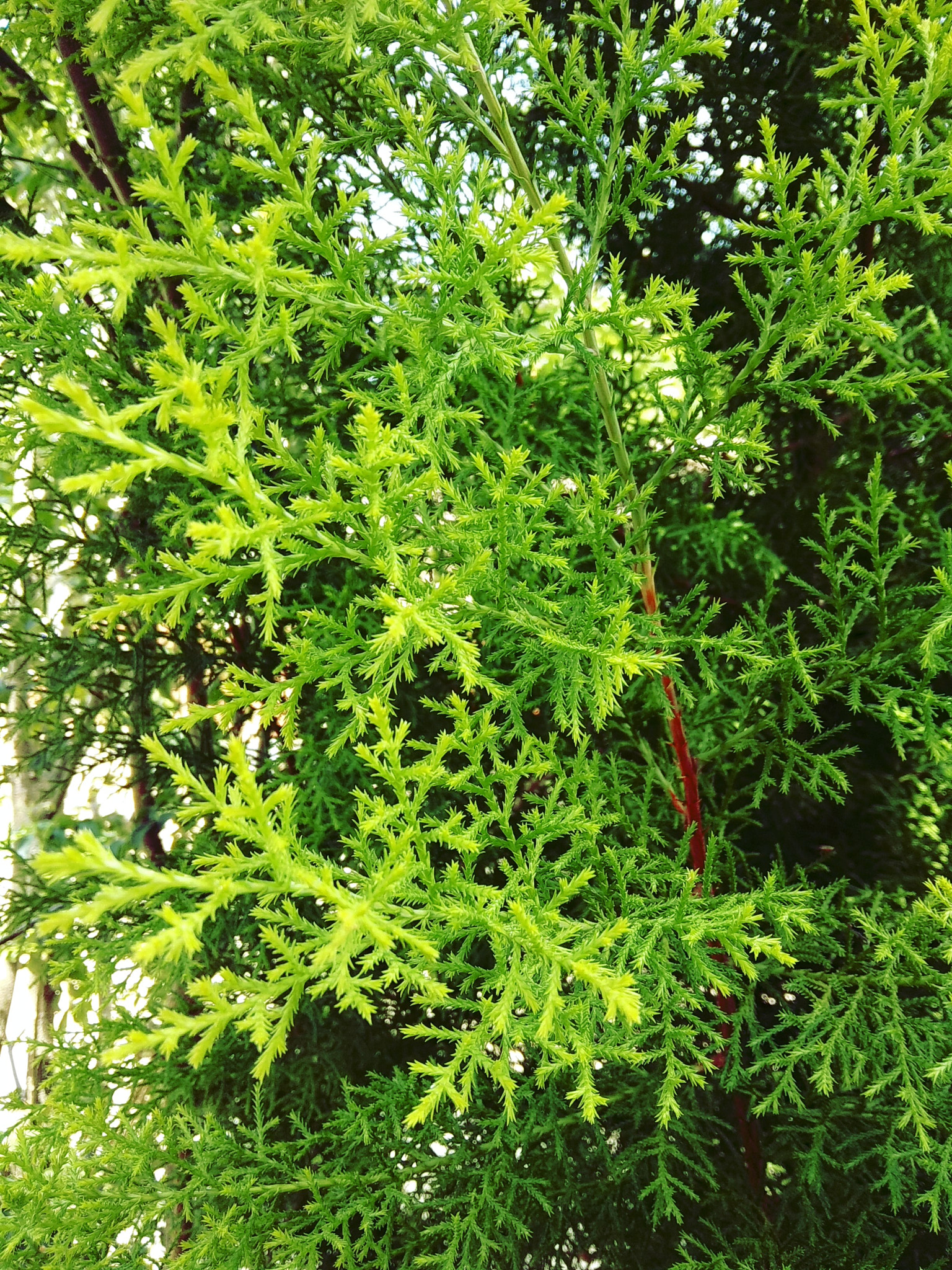 Xiaomi Redmi Note 5A sample photo
