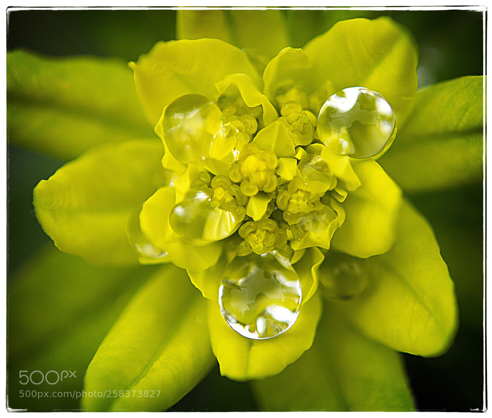 Canon EOS 7D sample photo. Rain drops on a photography