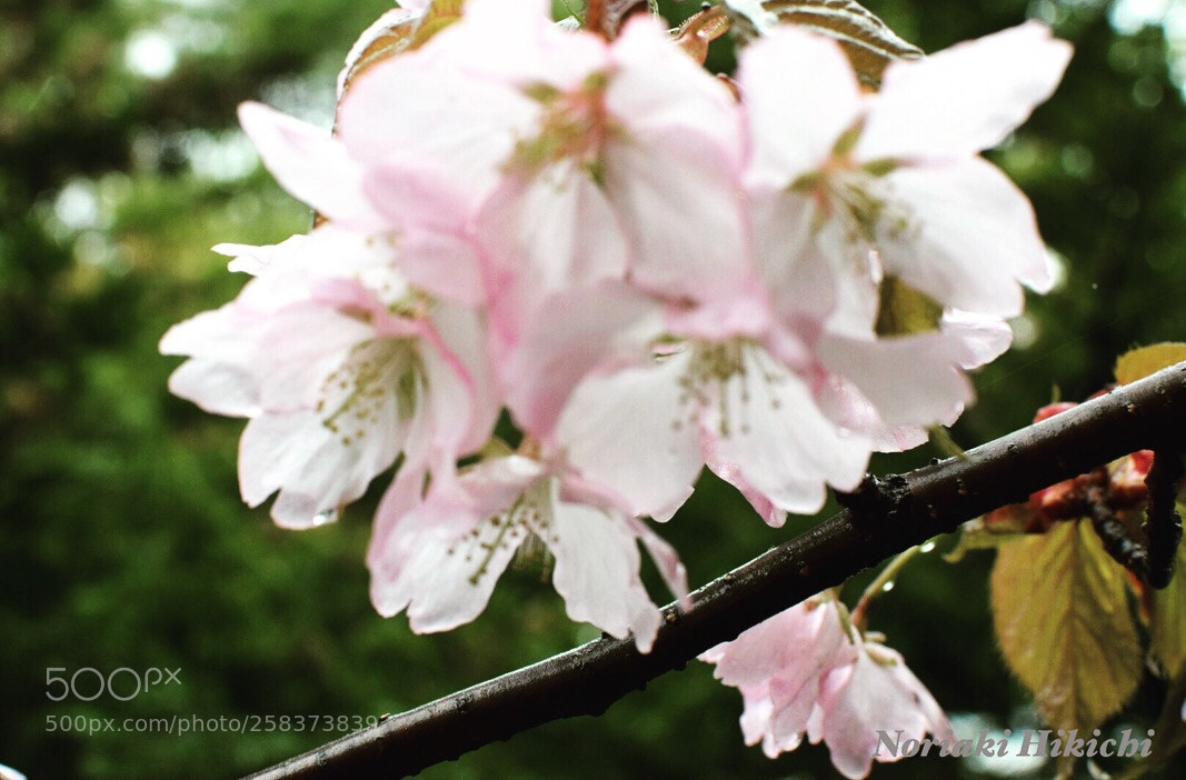 Nikon D5300 sample photo. Untitled photography