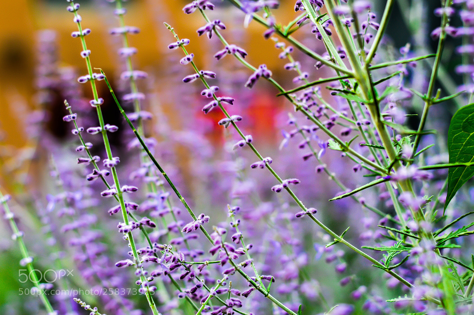 Nikon D3200 sample photo. Purple buds photography