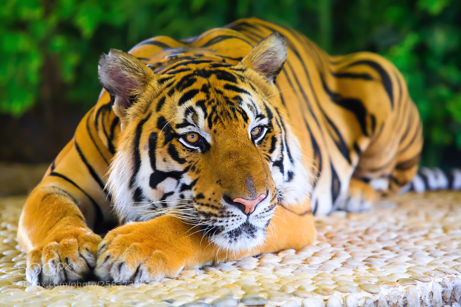 Canon EOS 5D sample photo. Begal tiger lay on photography