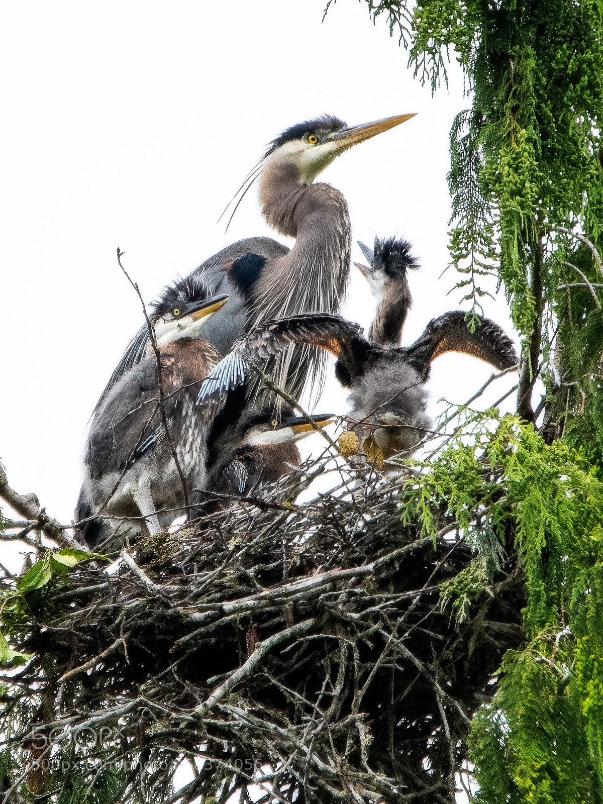 Nikon D500 sample photo.  baby spreads his wings photography