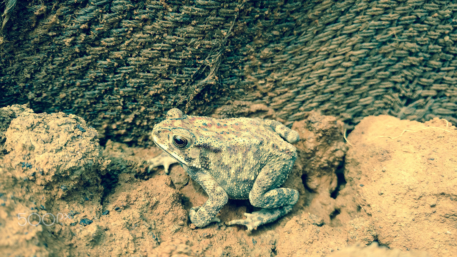 Motorola Moto X Play sample photo. Frog photography