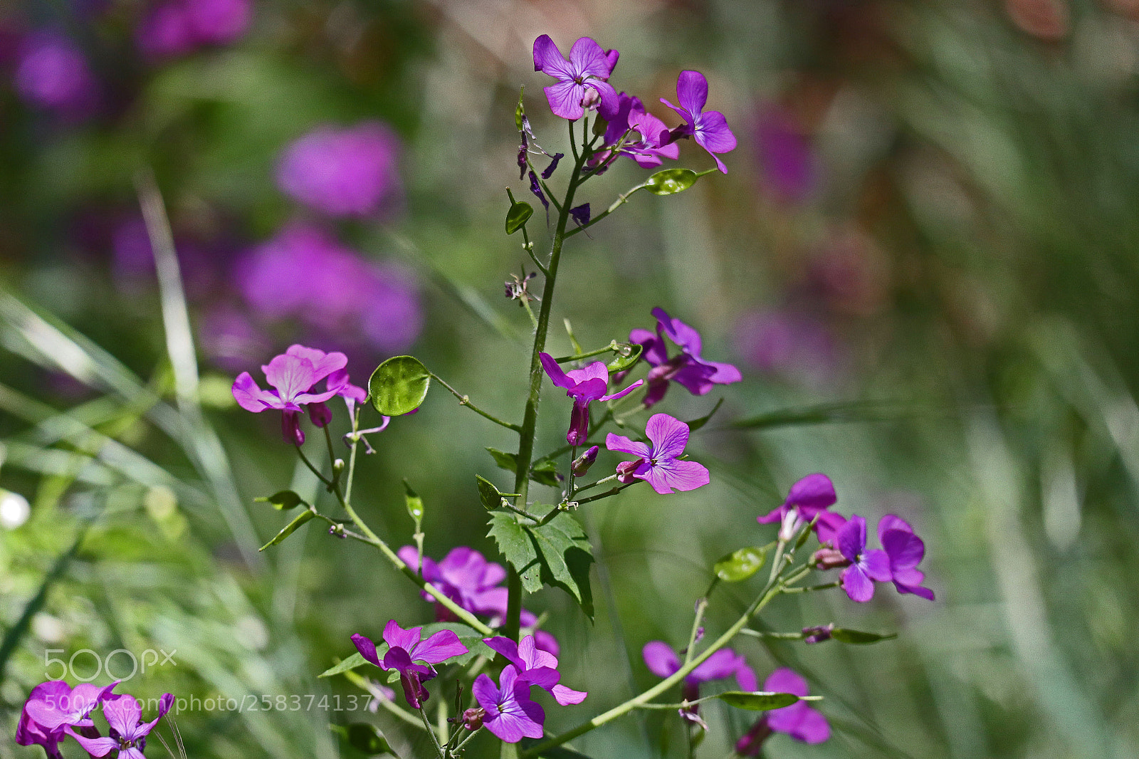 Canon EOS M50 (EOS Kiss M) sample photo. Lavender-blue wildflowers photography