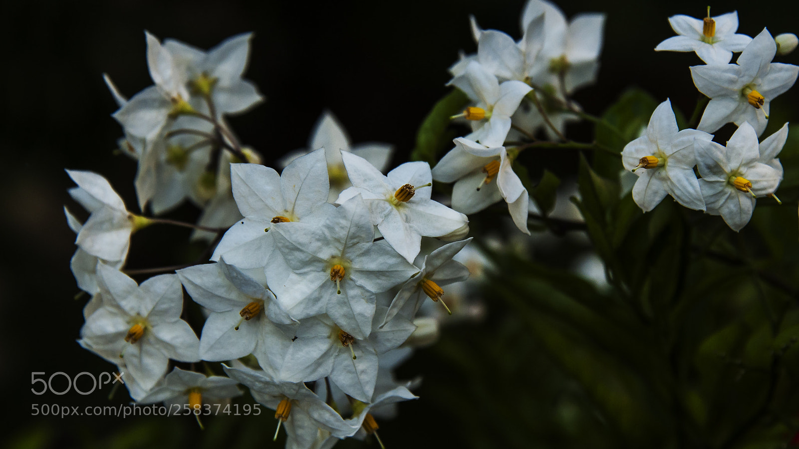 Nikon D700 sample photo. Solanum lyratum photography