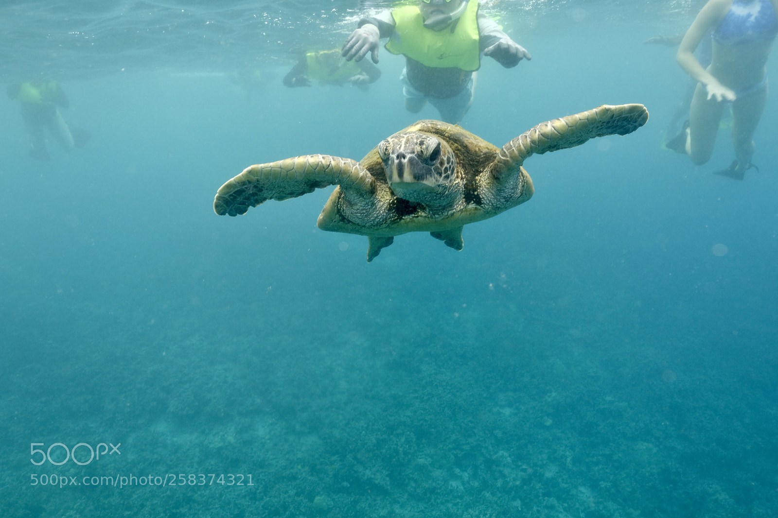 Fujifilm X-T2 sample photo. Just keep swimming photography
