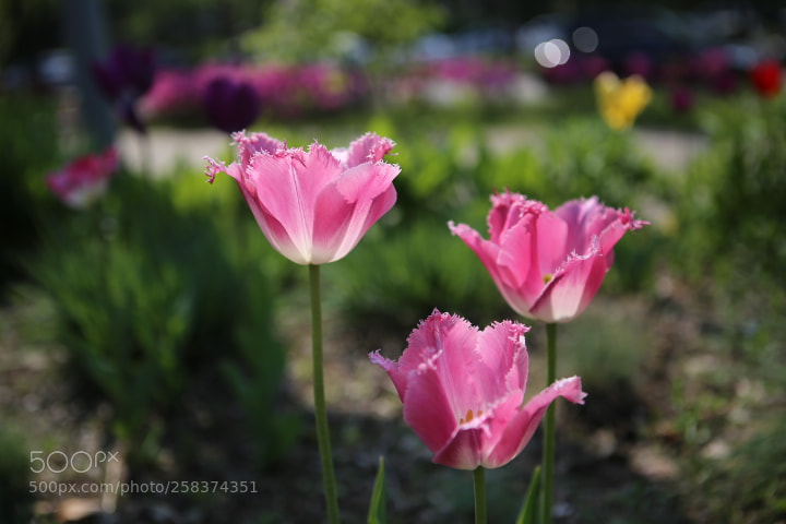 Canon EOS 6D + Canon EF 24-70mm F2.8L USM sample photo. Img photography
