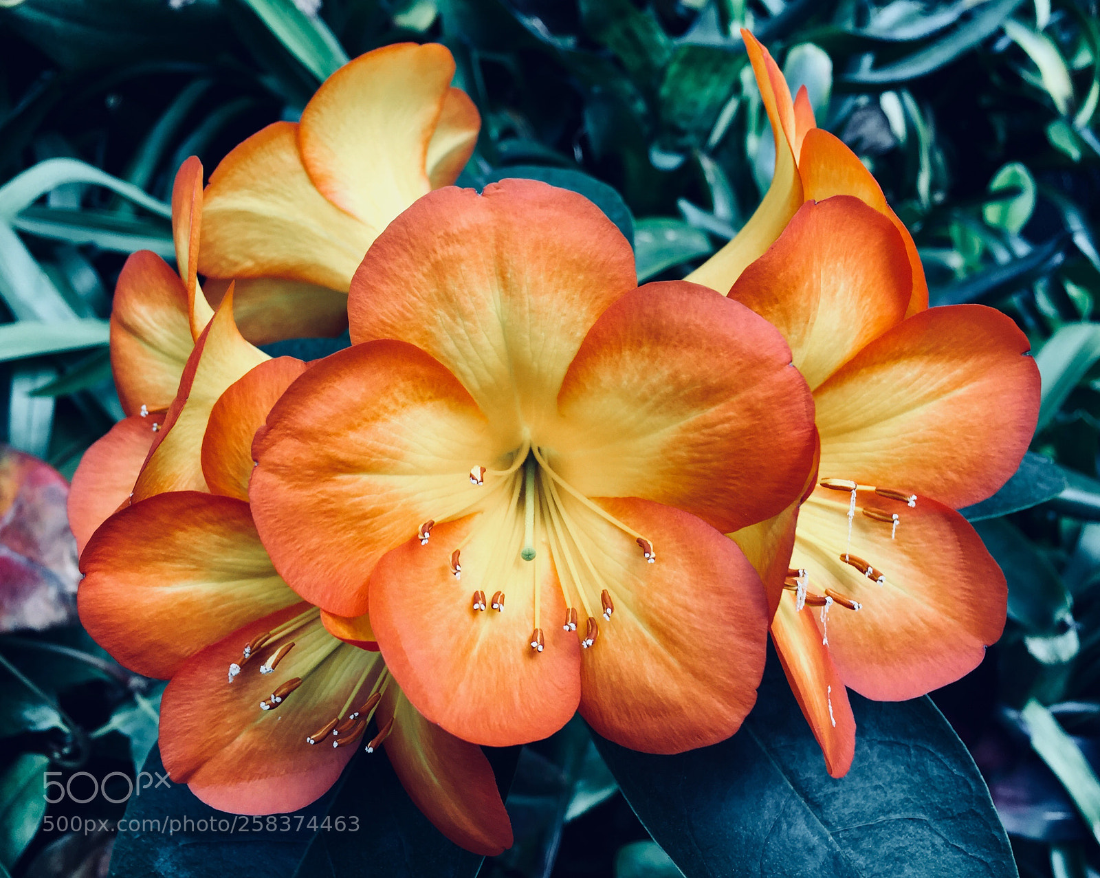 Apple iPhone 6 Plus sample photo. Vireya rhododendron, singapore  photography