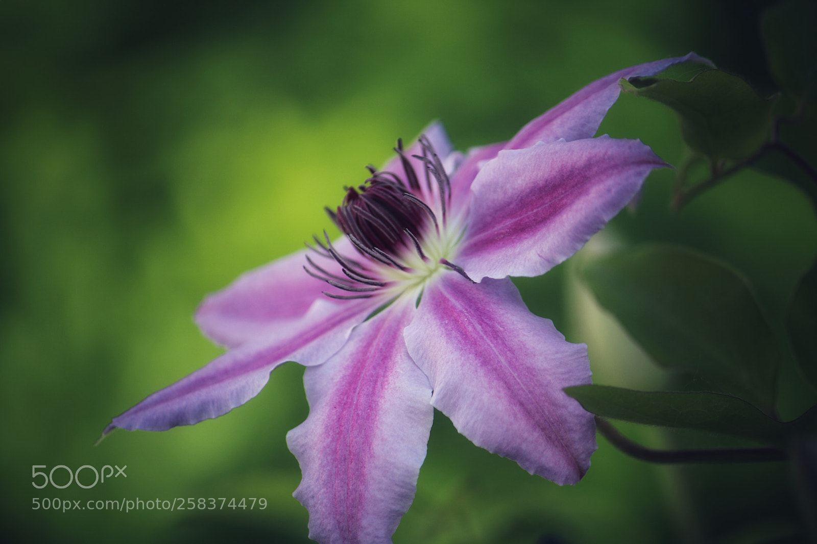 Canon EOS 760D (EOS Rebel T6s / EOS 8000D) sample photo. Flower photography
