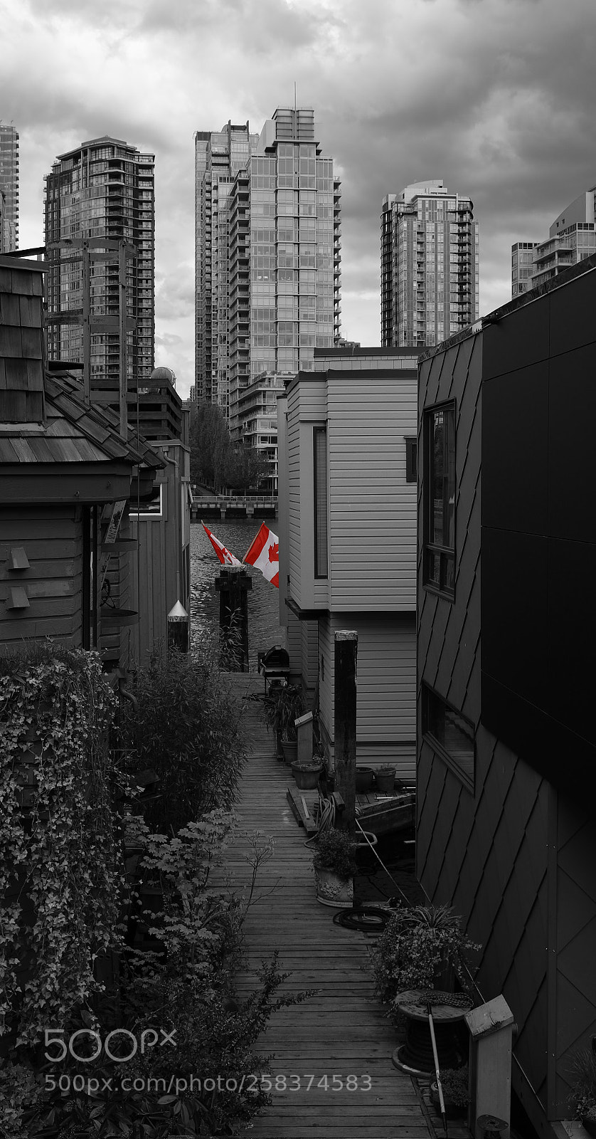 Canon EF 24-70mm F2.8L II USM sample photo. Maple leaf photography