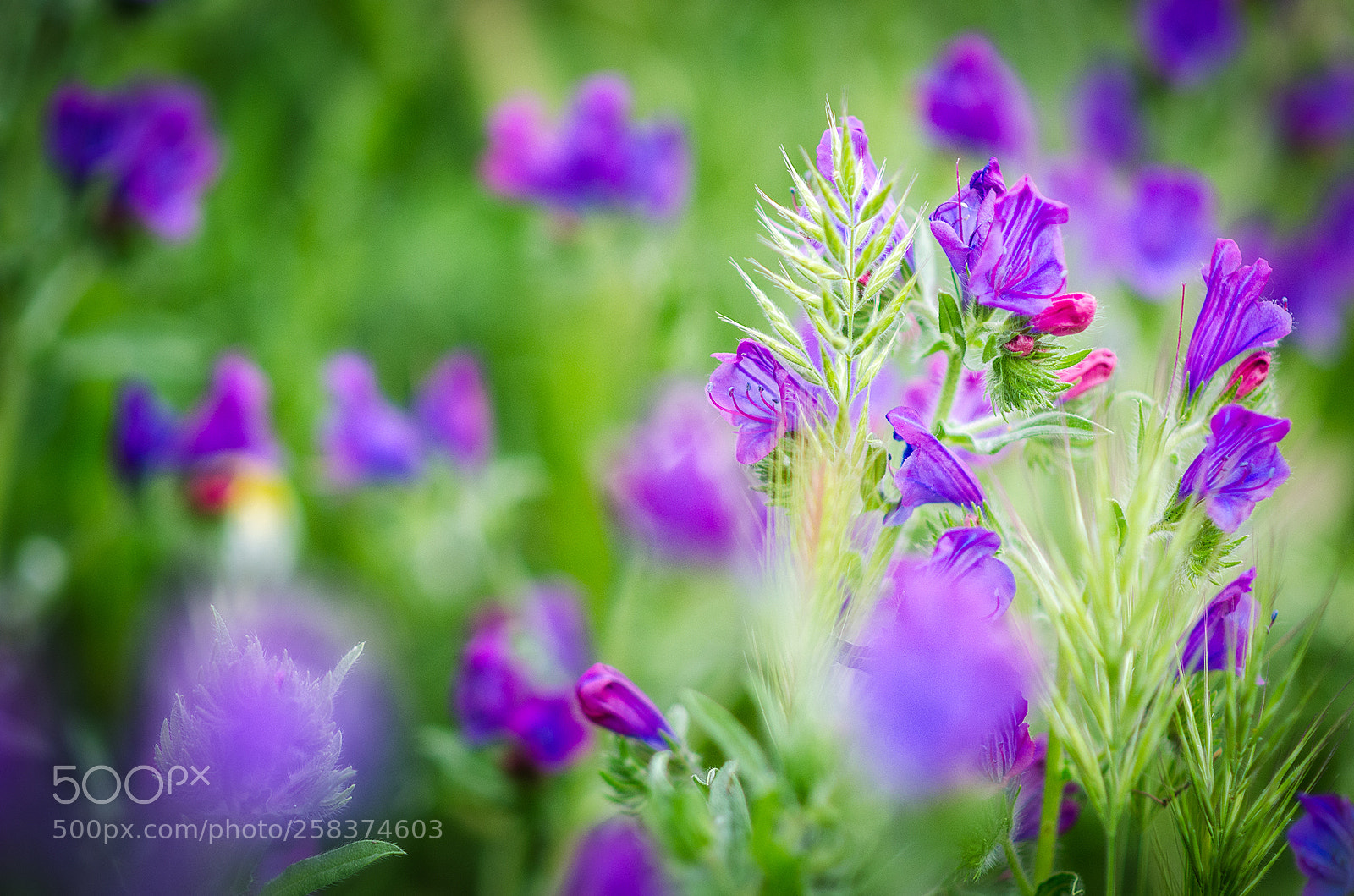 Nikon D5100 sample photo. Flowers photography