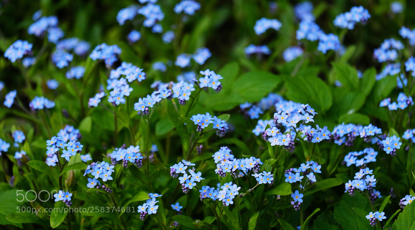 Fujifilm X-T20 sample photo. Blumba with forgetfulness photography