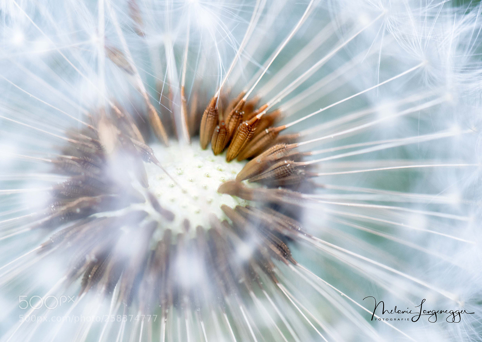 Nikon D750 sample photo. Pusteblume photography