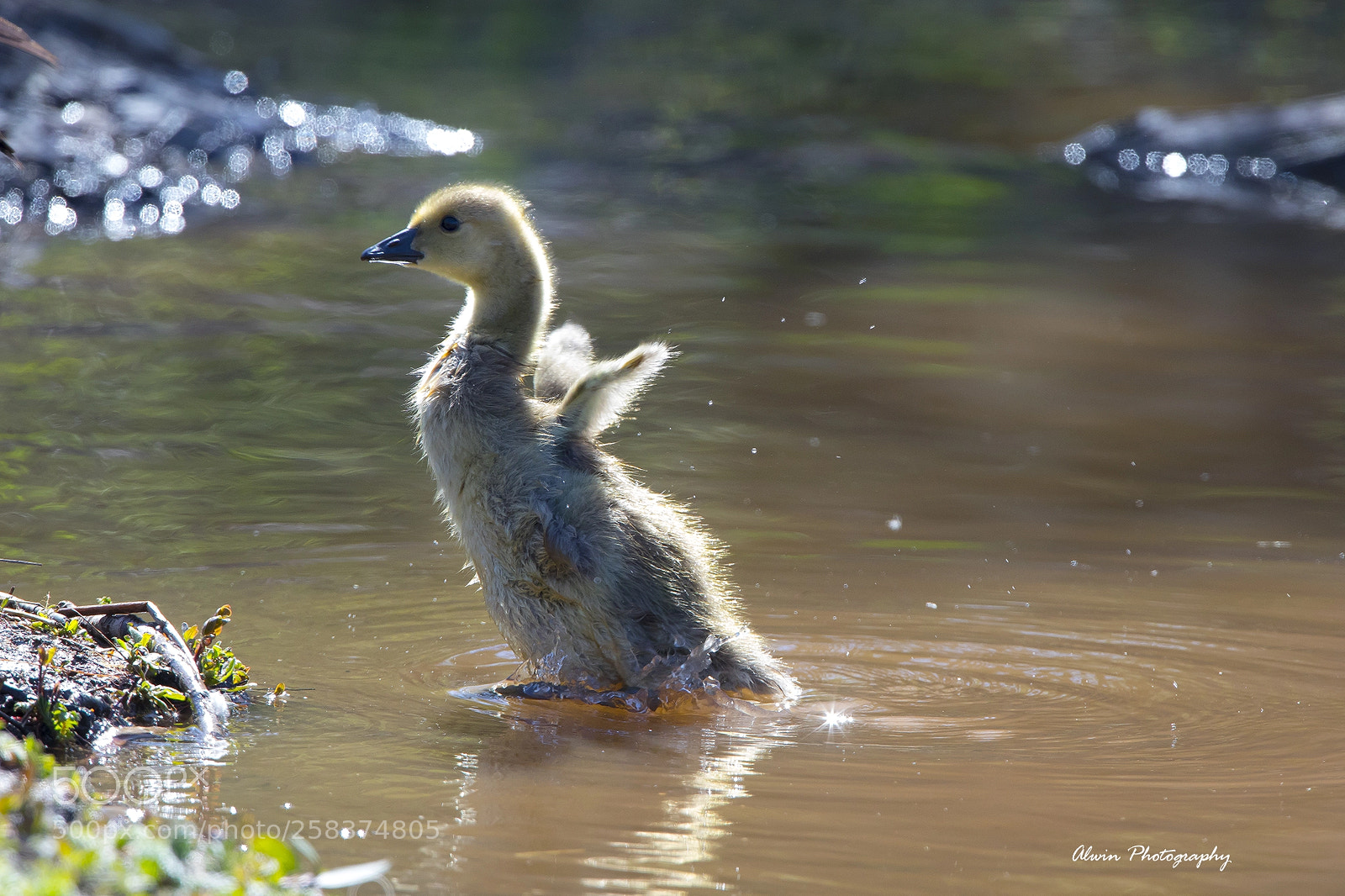 Canon EOS 5D Mark IV sample photo. Little duck photography