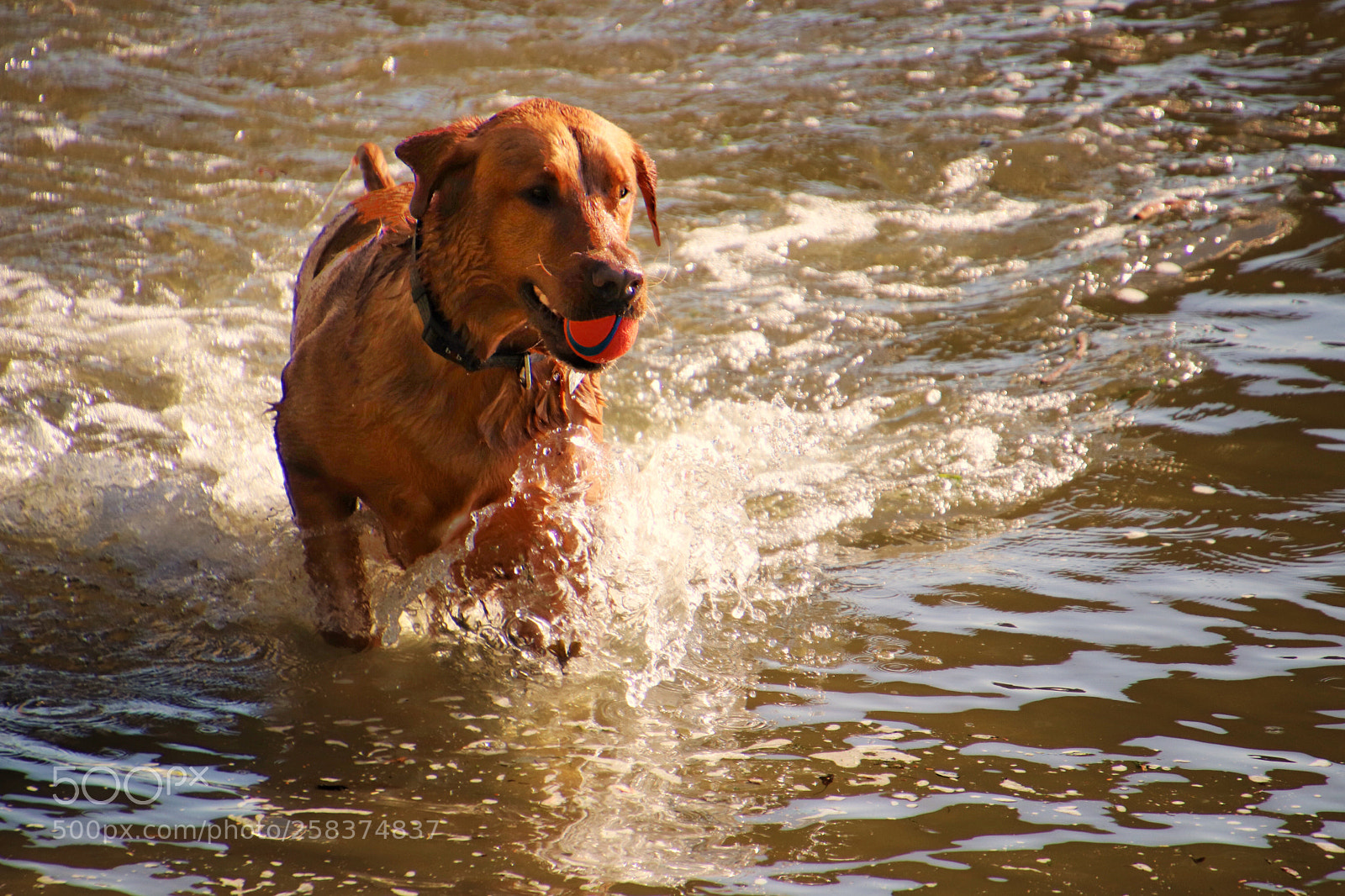 Canon EOS 800D (EOS Rebel T7i / EOS Kiss X9i) sample photo. Splash! photography