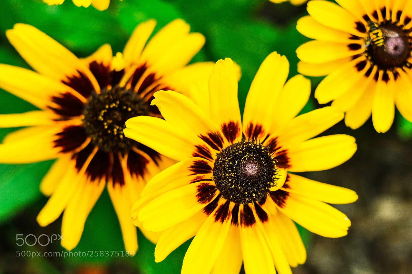 Nikon D3200 sample photo. Pollen and blooms photography