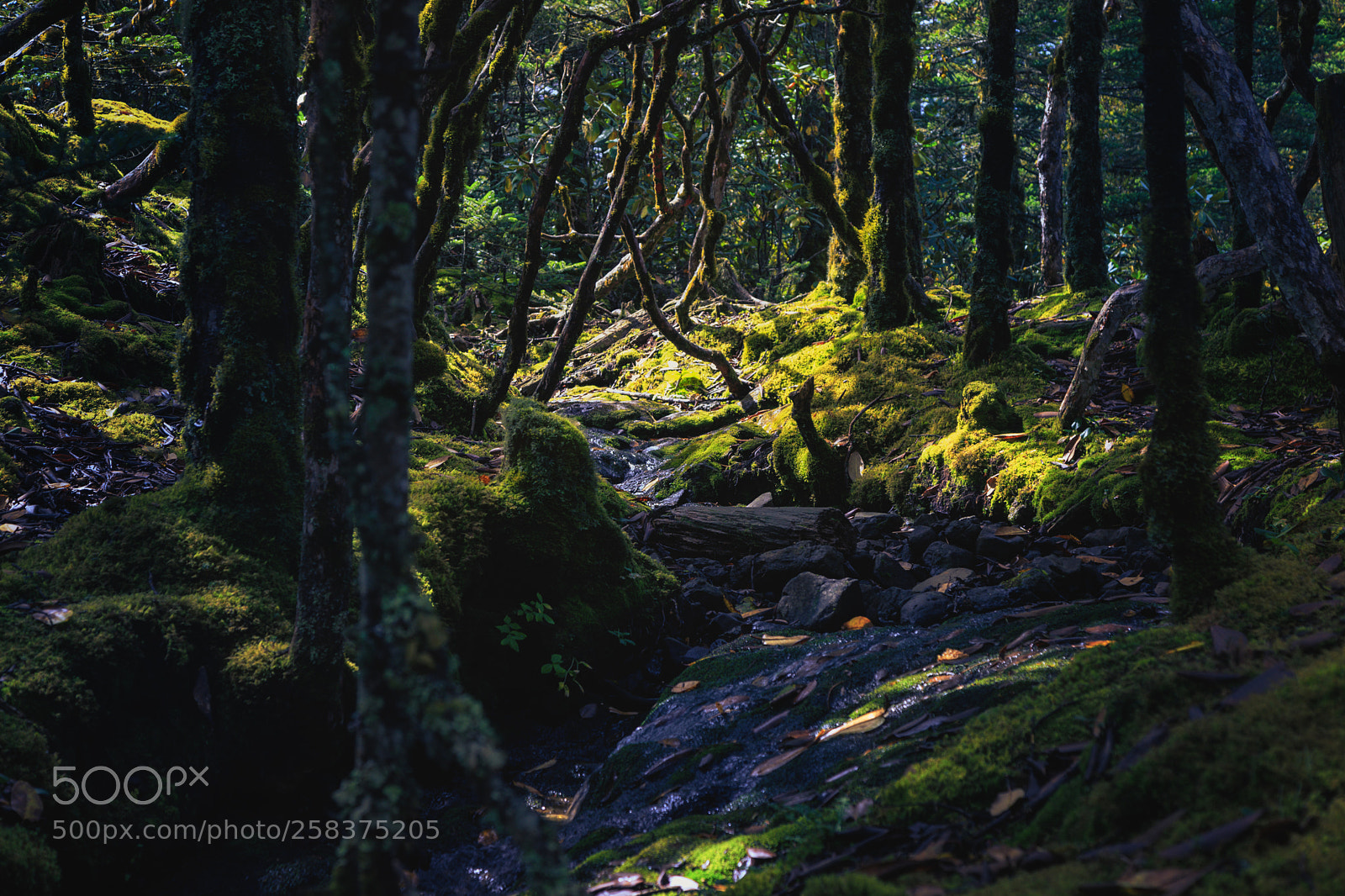 Canon EOS 6D Mark II sample photo. Forest photography