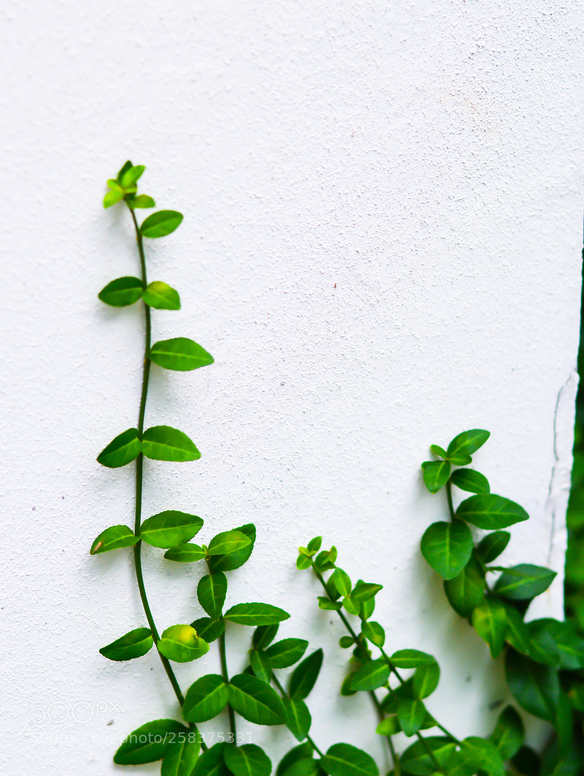 Nikon D3200 sample photo. Climbing vine photography