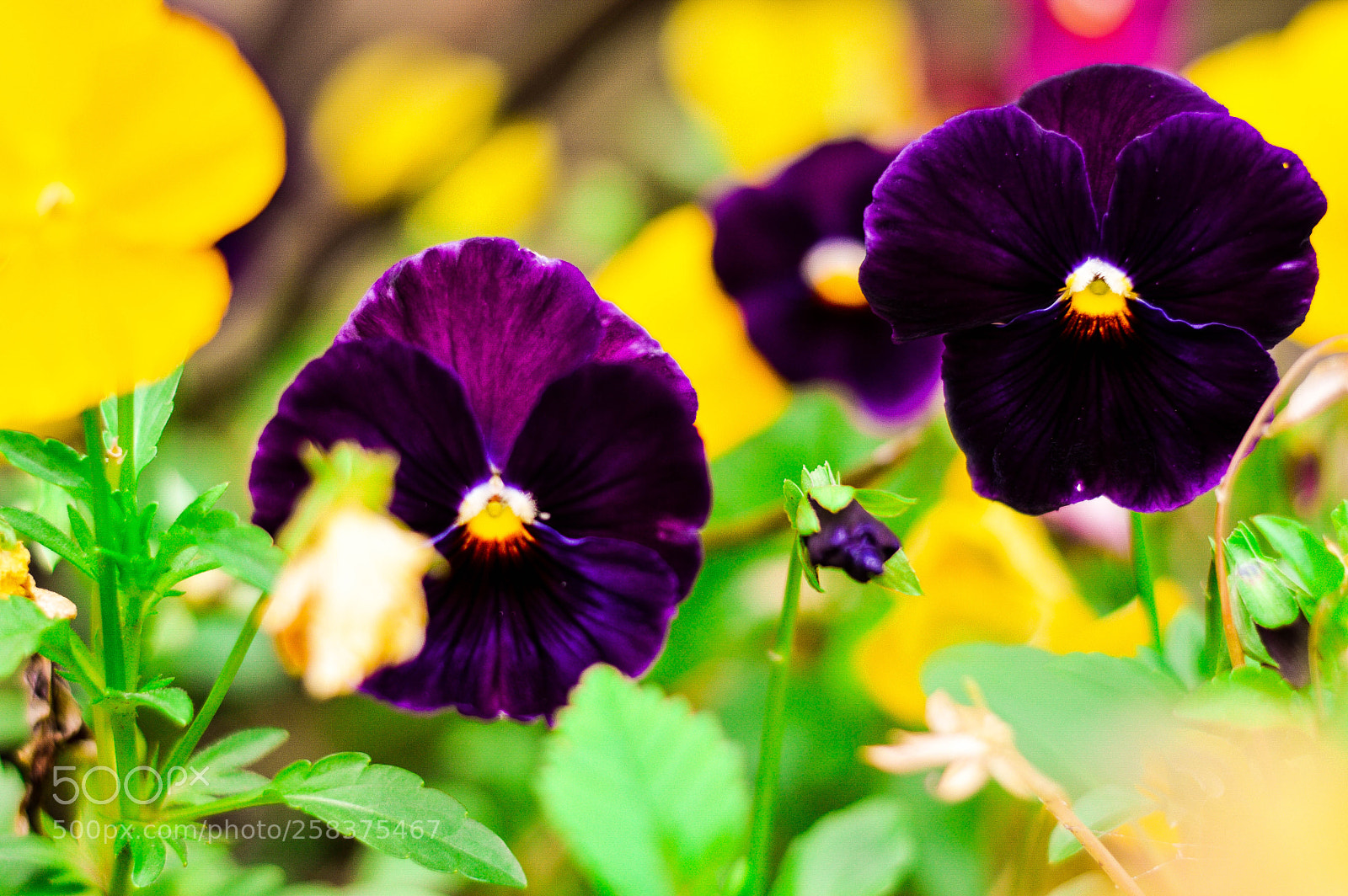 Nikon D3200 sample photo. Pansy in bloom photography