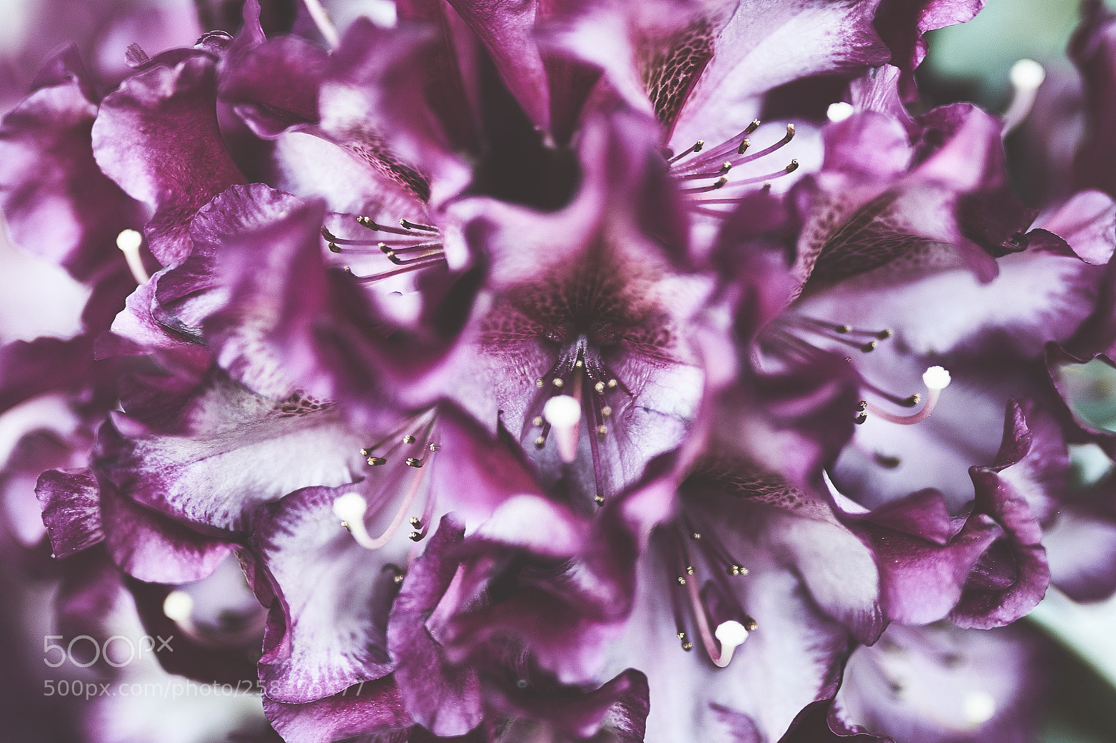 Canon EOS 7D Mark II sample photo. Rhododendron close up photography