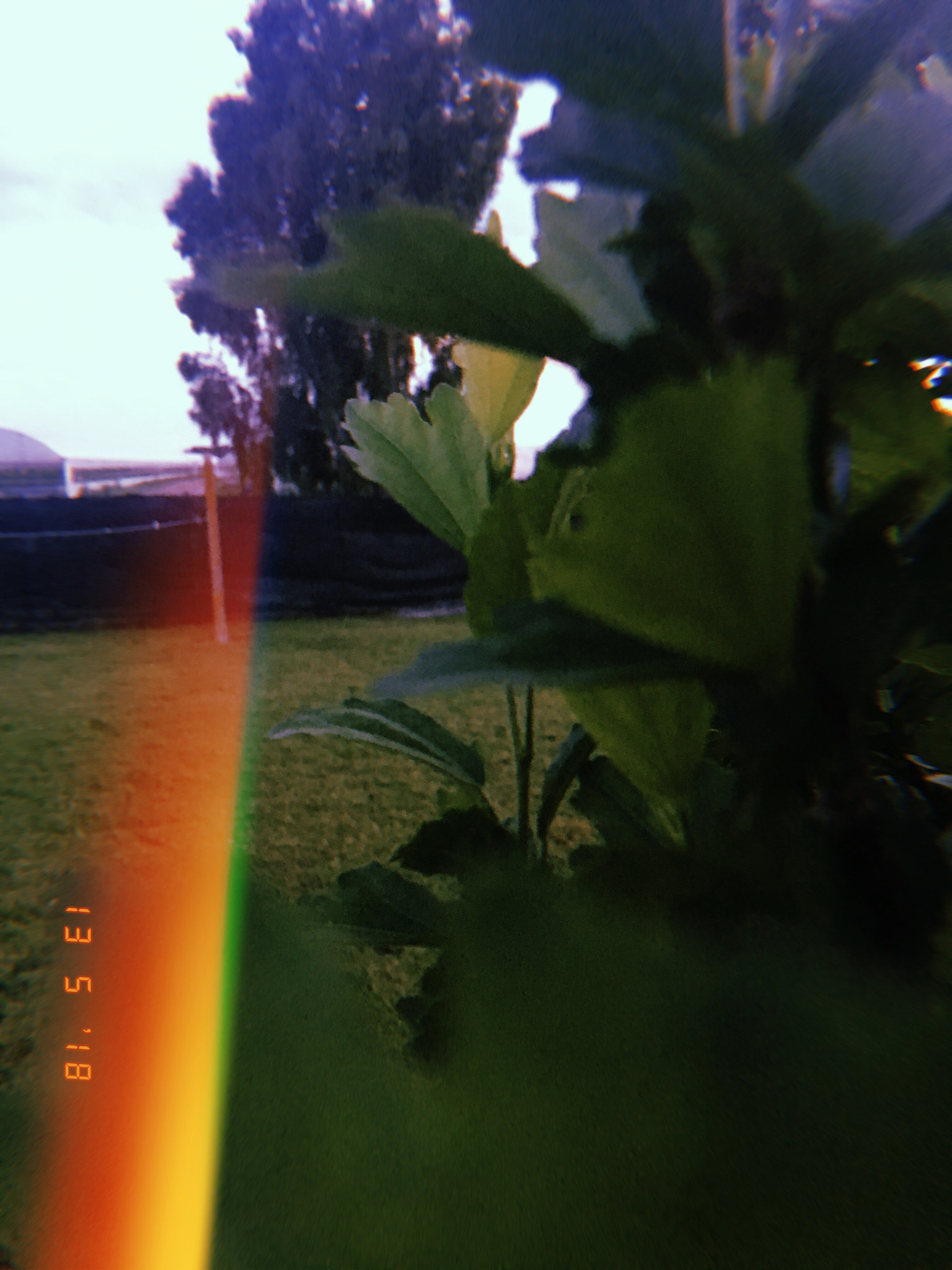 Apple iPhone sample photo. One  photography