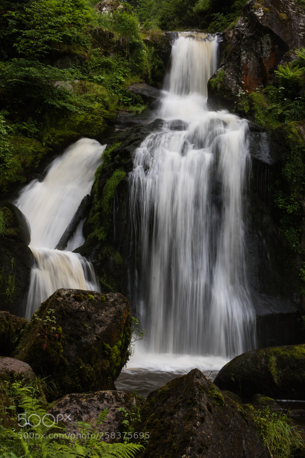 Canon EOS 760D (EOS Rebel T6s / EOS 8000D) sample photo. In the black forest photography