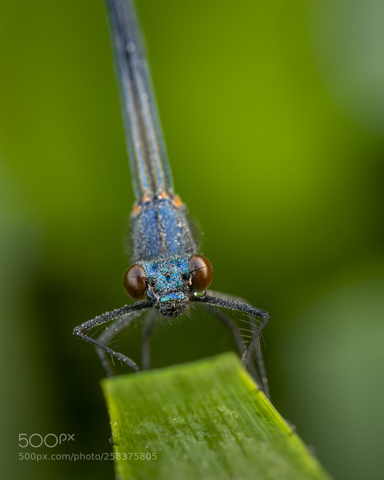 Nikon D750 sample photo. Banded demoiselle photography