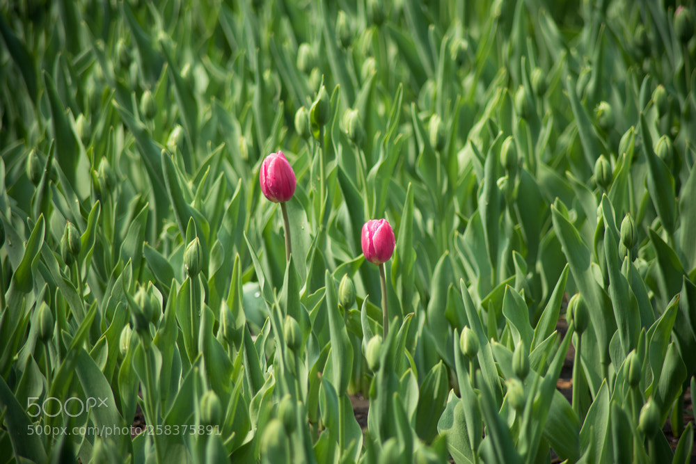 Nikon D750 sample photo. Tulips photography