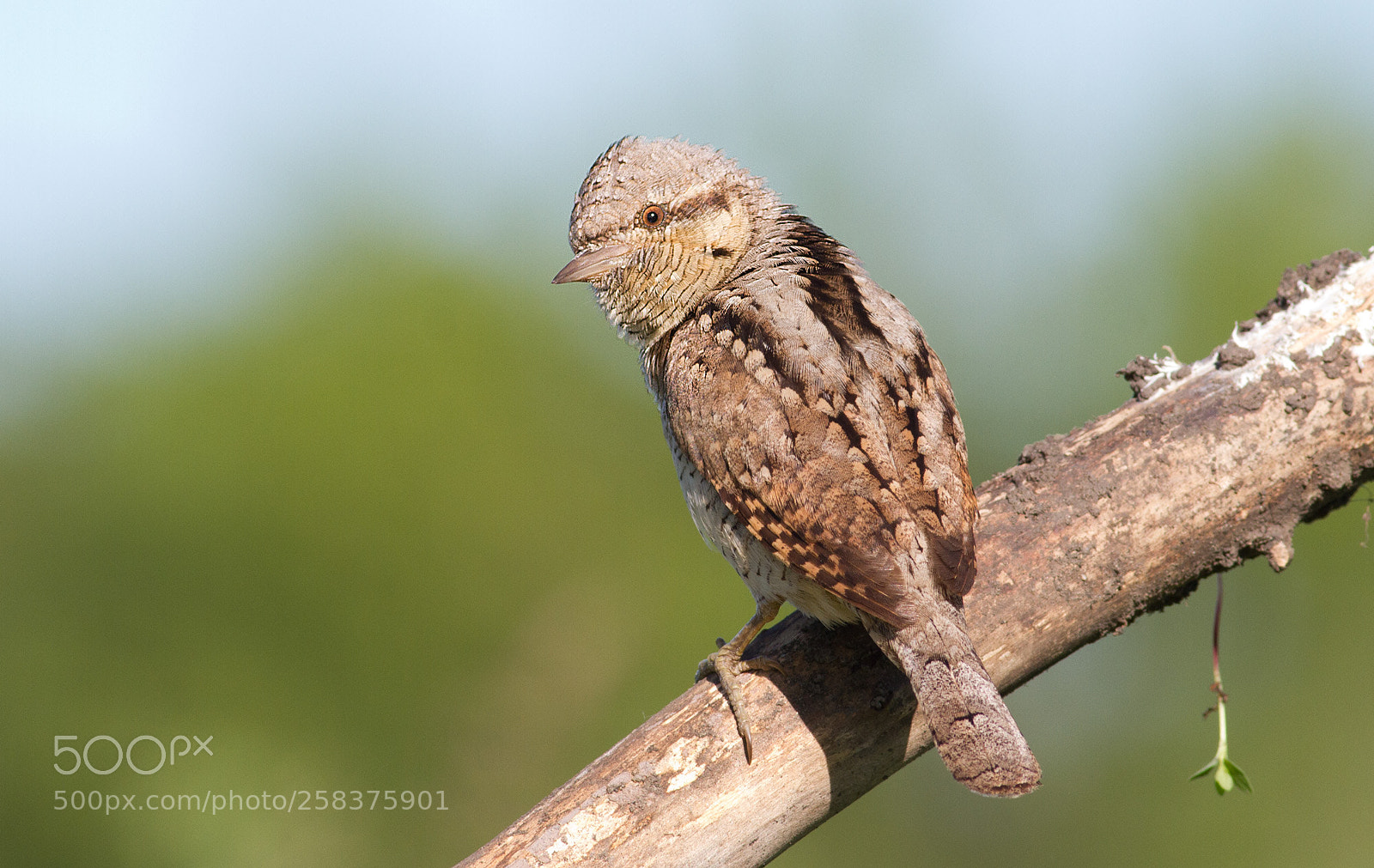 Canon EOS 7D sample photo. Wryneck photography