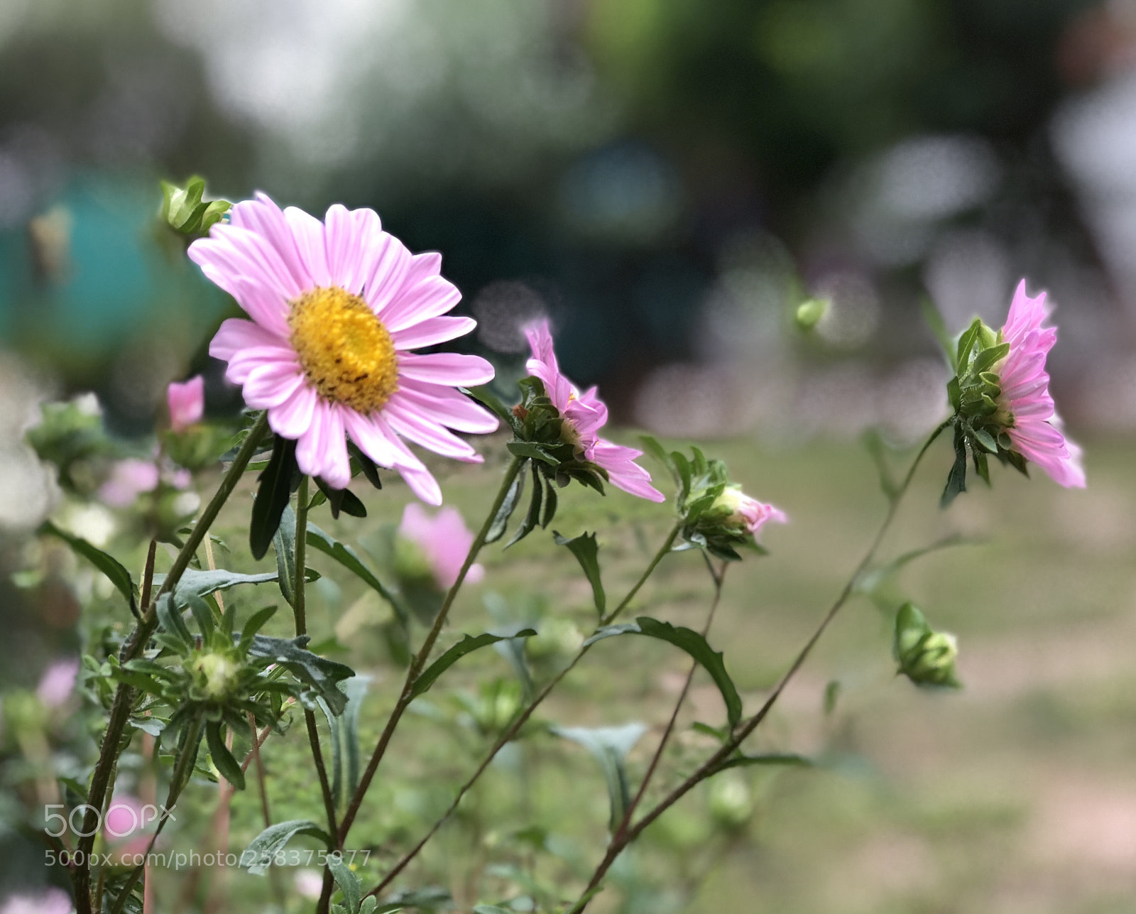 Apple iPhone 8 Plus sample photo. Serene  photography